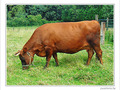 La vache! Parcours-Exposition � Bruxelles - �t� 2003 -- 08/07/03